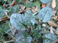 Powdery Mildew Ajuga